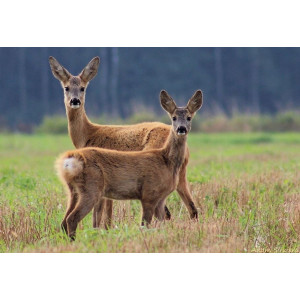 Granulat odstraszający zwierzynę leśną - Antydzik 2 kg odstraszacz na dziki