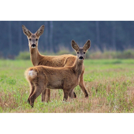 Granulat odstraszający zwierzynę leśną - Antydzik 2 kg odstraszacz na dziki