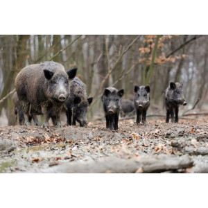 Granulat odstraszający zwierzynę leśną - Antydzik 2 kg odstraszacz na dziki