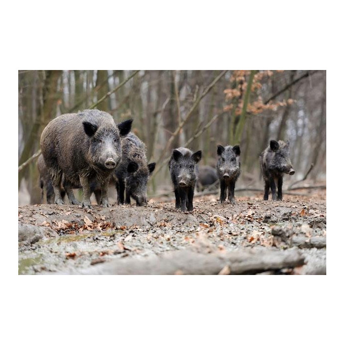 Granulat odstraszający zwierzynę leśną - Antydzik 2 kg odstraszacz na dziki